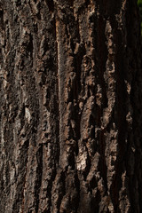 Wood tree bark texture background.