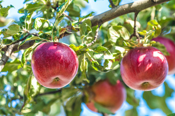 Fresh raw red apple on the branch in the garden on sunny day. Close up, shallow depth of the field.