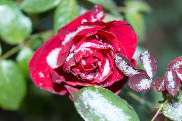 rose flower in the first frost