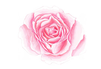 Delicate background with painted rose. Background with rose . Watercolor rose illustration