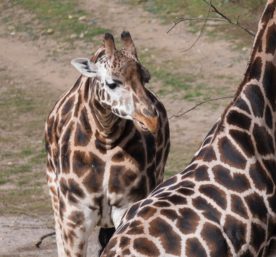 Close up portrait of giraffe head, Giraffa camelopardalis camelopardalis Linnaeus, frontal view, green bokeh background