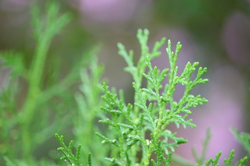 Close up green leaves of Platycladus orientalis