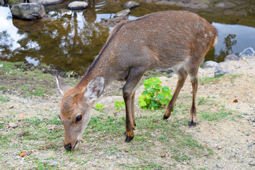 奈良公園　鹿