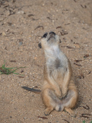 Close up standing meerkat or suricate, Suricata suricatta looking up, selective focus, copy space for text