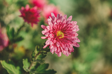 Obraz premium Beautiful pink violet chrysanthemum with water drops in the garden. Sunny day, shall depth of the field. Floral background.