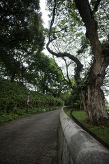 Park walkway in Singapore