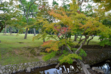 Fototapeta na wymiar 奈良公園　