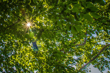 Sun star with fresh green leaves on a bright day
