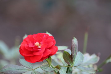 Red rose flower bloom on a background of blurry red roses in a roses garden
