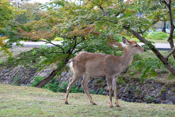 奈良公園　鹿