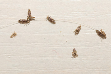Prevention and elimination of lice. On a white table