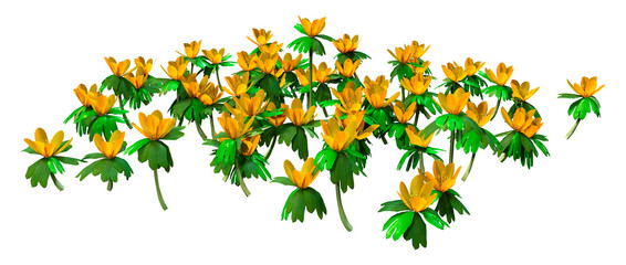 3D Rendering Winter Aconite Flowers on White