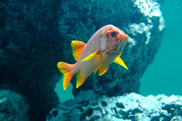 気高く泳ぐトガリエビス