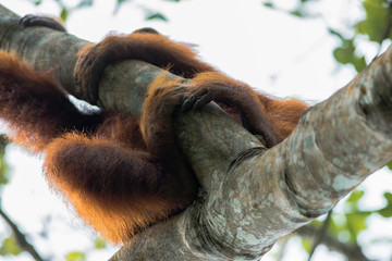 Orangutan holding onto tree