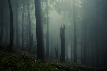 dark foggy forest