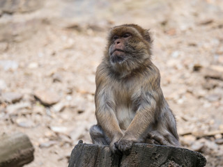 Close up portrait of Barbary macaque, Macaca sitting on the tree trunk stump, selective focus, copy space for text.