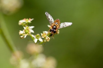 Makroaufnahme Schwebfliege auf Blüte