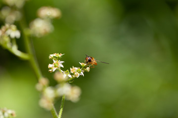 Makroaufnahme Schwebfliege auf Blüte