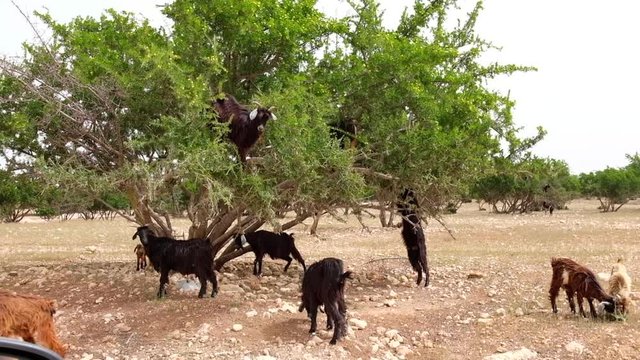 Ziegen klettern in Aganb&auml;umen