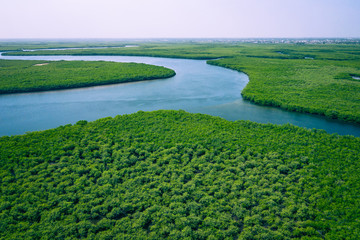 Gambia Mangroves. Aerial view of mangrove forest in Gambia. Photo made by drone from above. Africa...