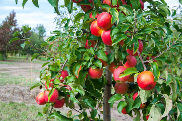 Ripe fresh red apples grow on the branches. Apple garden