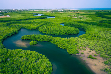 Gambia Mangroves. Aerial view of mangrove forest in Gambia. Photo made by drone from above. Africa Natural Landscape.