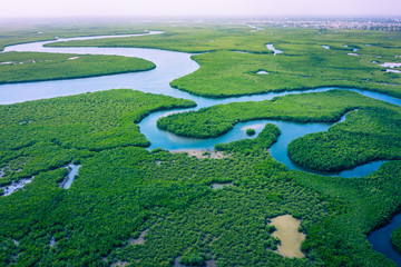 Gambia Mangroves. Aerial view of mangrove forest in Gambia. Photo made by drone from above. Africa...