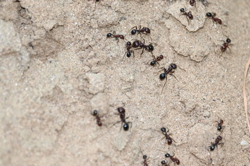 ants on the ground. close-up