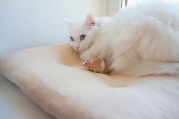 beautiful white cat with mouse on his head