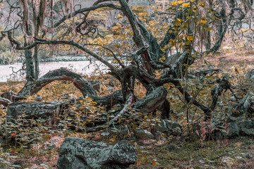 still life landscape