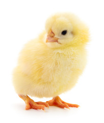 Obraz premium Small yellow chicken