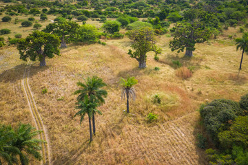 Aerial view of Baobab tree. Senegal. West Africa. Photo made by drone from above.