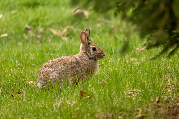 A wild, brown rabbit browses near shrubbery on a spring day.