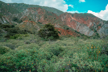 Fototapeta premium TYPICAL NATURE OF THE DRY ENVIRONMENT OF THE CHICAMOCHA CANYON IN COLOMBIA