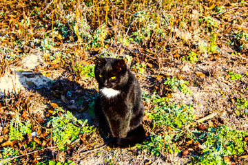 cat in park