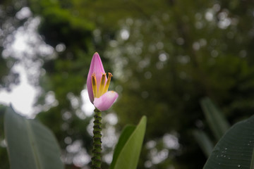 Flower in Singapore Park