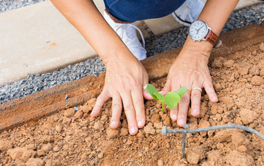 Hands are planting green trees, brown ground.