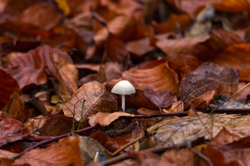 Mushrooms at their natural location in the forest
