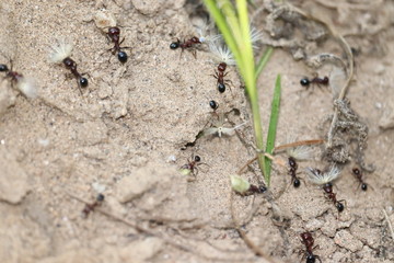 Several ants following an ant pathway, one of them carrying a piece of grass-ear