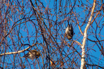 Little birds in winter in a city park. Birds on birch branches against the blue sky