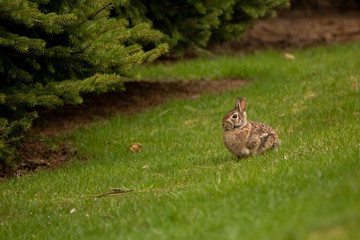 A wild, brown rabbit browses near shrubbery on a spring day.