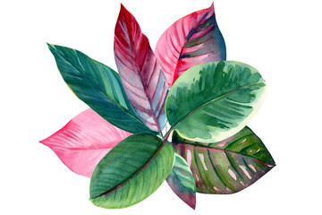 bouquet of pink and green leaves of tropical plants, on isolated white background, watercolor illustration, rose-painted calathea, Caladium Plants