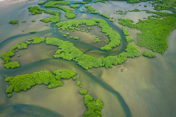 Senegal Mangroves. Aerial view of mangrove forest in the  Saloum Delta National Park, Joal Fadiout,...