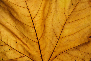 Naklejka na ściany i meble Autumn Leaf Close up Details