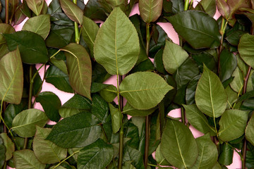 Rose flowers on pink pastel background, copy space. Spring minimal concept. Greeting card for Womens Day, Mothers Day, Valentine's Day, wedding, birthday. Nature background. Flat lay, top view