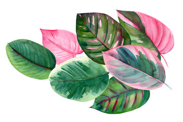 bouquet of pink and green leaves of tropical plants, on isolated white background, watercolor illustration, rose-painted calathea, Caladium Plants
