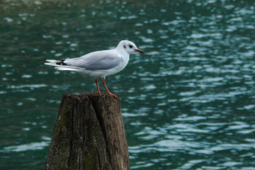 Gabbiano comune su palo nell'acqua del lago,ritratto