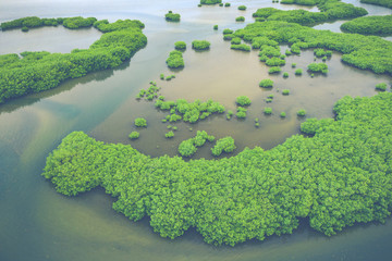 Senegal Mangroves. Aerial view of mangrove forest in the  Saloum Delta National Park, Joal Fadiout,...