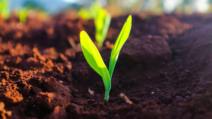 Corn seedlings with sunlight Thailand