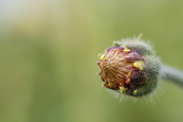 bud of poppy